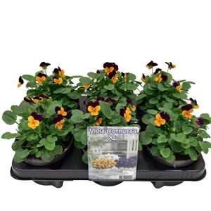 Afbeelding van Viola P12 Klbl XXL Orange purple jump up